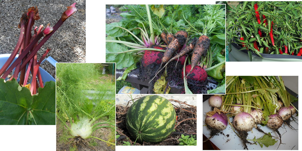 grow organic vegies, Mornington Peninsula