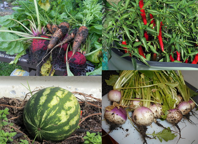 grow organic vegies, Mornington Peninsula